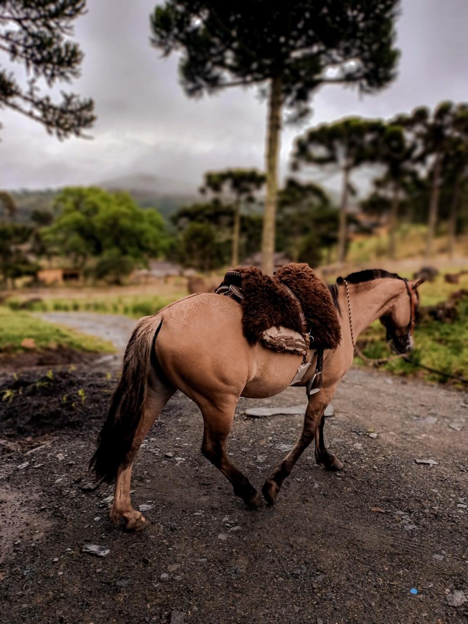 Monte Siao Chateau Urubici Dış mekan fotoğraf